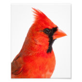 Impression Photo Cardinal (Devant)