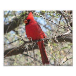 Impression Photo Cardinal