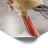 Impression Photo Cardinal du Nord féminin dans la neige (Coin)