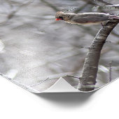 Impression Photo Cardinal féminin (Coin)