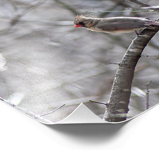 Impression Photo Cardinal féminin (Coin)