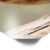 Impression Photo Cardinal féminin (Coin)