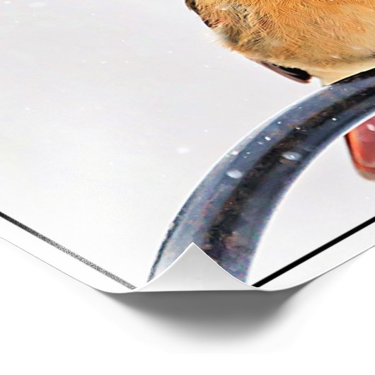 Impression Photo Cardinal féminin (Coin)