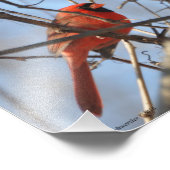 Impression Photo Cardinal majestueux 8X10 (Coin)