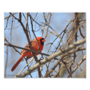 Impression Photo Cardinal majestueux 8X10