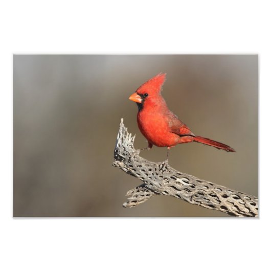 Impression Photo Cardinal sur une côte de cholla (Devant)