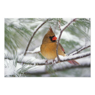 Impression Photo Cardinalis femelle dans un pin enneigé,