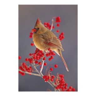 Impression Photo Cardinalis rouge femelle parmi les aubépines