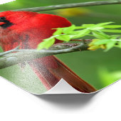 Impression Photo Cardinals de Northern (Coin)