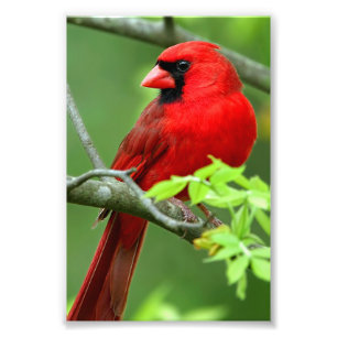 Impression Photo cardinaux rouges