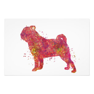 Impression Photo Carlin Animal Chien Domestique Nature Monde Canine