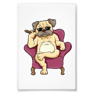 Impression Photo Carlin Fumer Cigar   Chien Carlin vraiment Cool