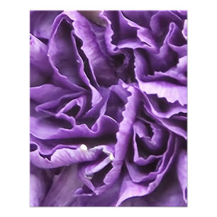 Impression Photo Carnation pourpre