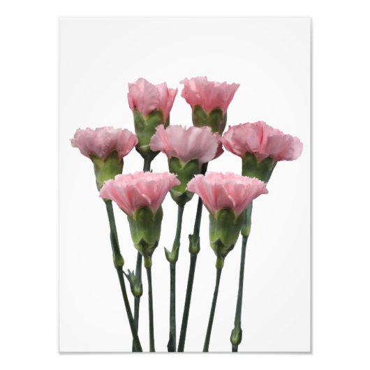 Impression Photo Carnations roses (Devant)