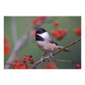 Impression Photo Carolina Chickadee (Devant)