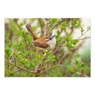 Impression Photo Carolina Wren Print