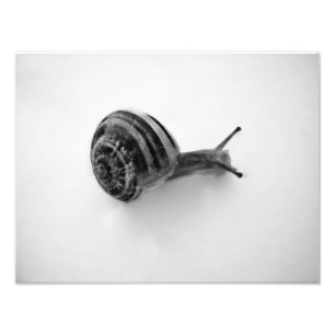 Impression Photo Carte postale escargot