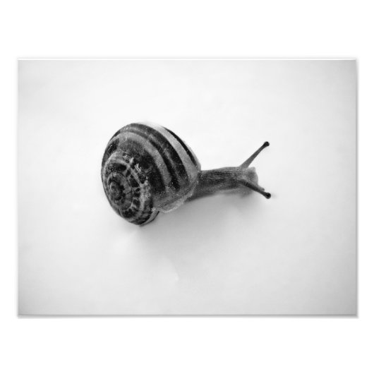 Impression Photo Carte postale escargot (Devant)