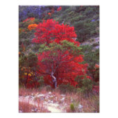 Impression Photo cas (Devant)