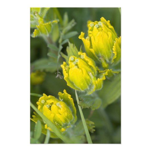 Impression Photo Castilleja (Devant)