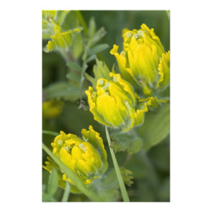 Impression Photo Castilleja en ornithologie