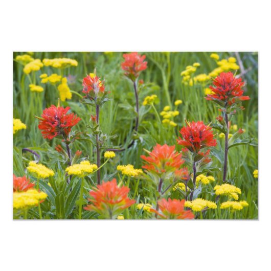 Impression Photo Castilleja et wildflowers de biscuitroot (Devant)
