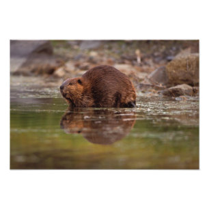 Impression Photo castor, Castor canadensis, va nager