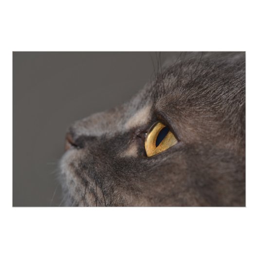 Impression Photo Cat Eye-Macro par Shirley Taylor (Devant)
