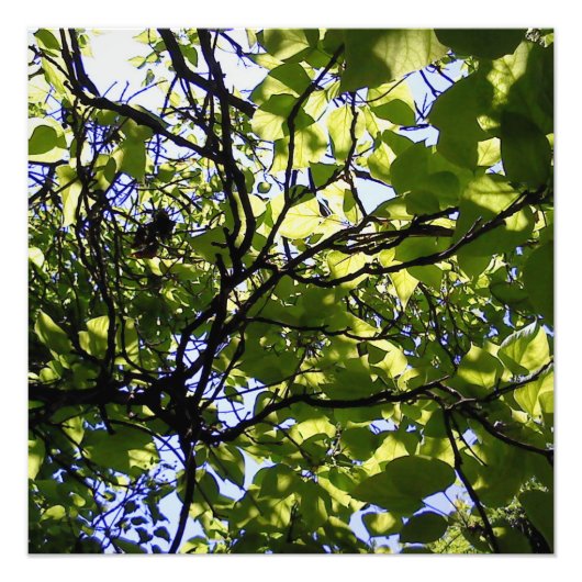 Impression Photo Catalpa tropicale nature sauvage (Devant)