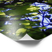 Impression Photo Catalpa tropicale nature sauvage (Coin)