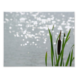 Impression Photo Cattail devant le lac