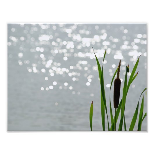Impression Photo Cattail devant le lac (Devant)