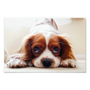 Impression Photo Cavalier Charles Spaniel