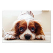 Impression Photo Cavalier King Charles Spaniel (Devant)