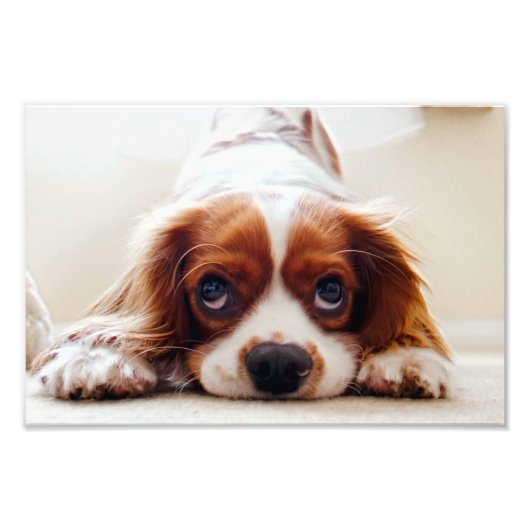 Impression Photo Cavalier King Charles Spaniel (Devant)
