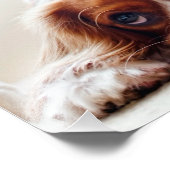 Impression Photo Cavalier King Charles Spaniel (Coin)