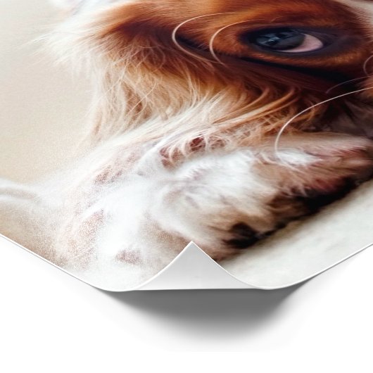 Impression Photo Cavalier King Charles Spaniel (Coin)