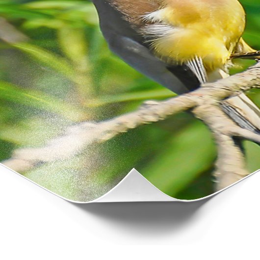 Impression photo Cèdre cire (Coin)