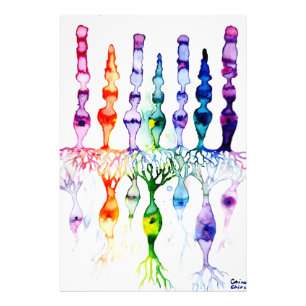 Impression Photo Cellules cônes cellules tiges et neurone bipolaire