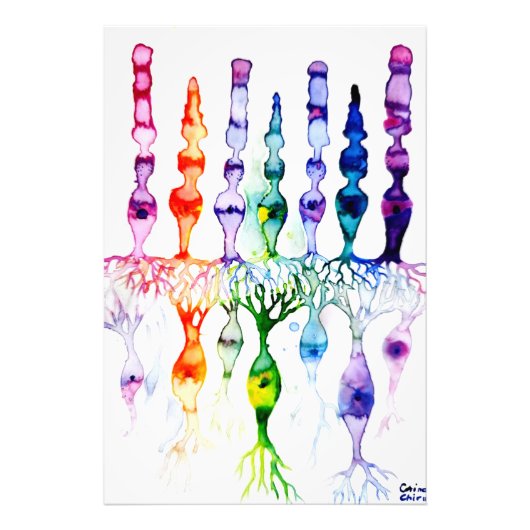 Impression Photo Cellules cônes cellules tiges et neurone bipolaire (Devant)