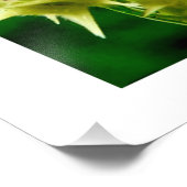 Impression Photo Cenchrus Echinatos. (Coin)