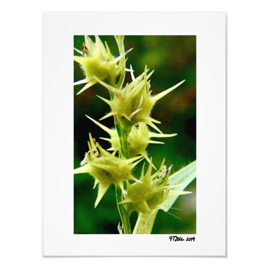 Impression Photo Cenchrus Echinatos. (Devant)