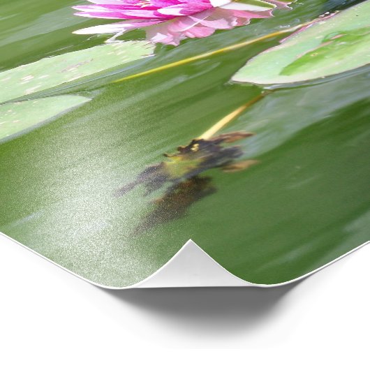 Impression Photo Central Park "Lily Pads" (Coin)