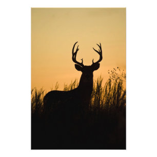Impression Photo cerf à queue blanche (Odocoileus virginianus)