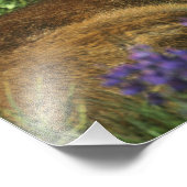 Impression Photo Cerf à queue noire, Odocoileus hemionus (Coin)