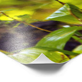 Impression Photo Cerf blanc fauché à Whitefish, Montana, USA (Coin)