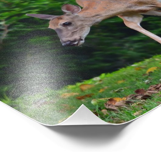 Impression Photo Cerf blanc féminin (Coin)