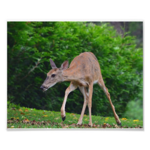 Impression Photo Cerf blanc féminin