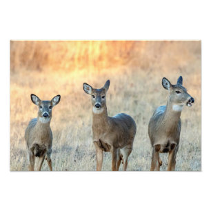 Impression Photo Cerf dans un champ