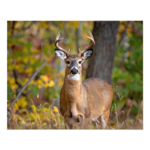 Impression Photo cerf de Virginie